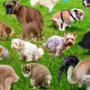 Load image into Gallery viewer, FUNWARES RING POOPING PUPPIES PUZZLE
